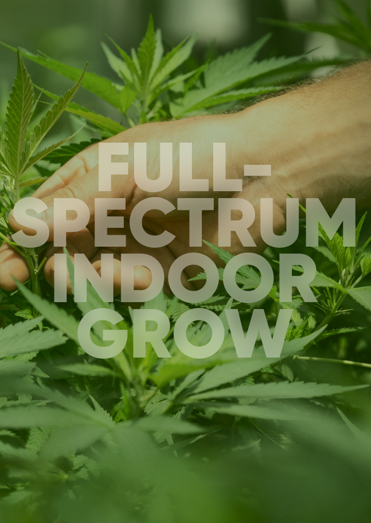 Life Cannabis Co.
